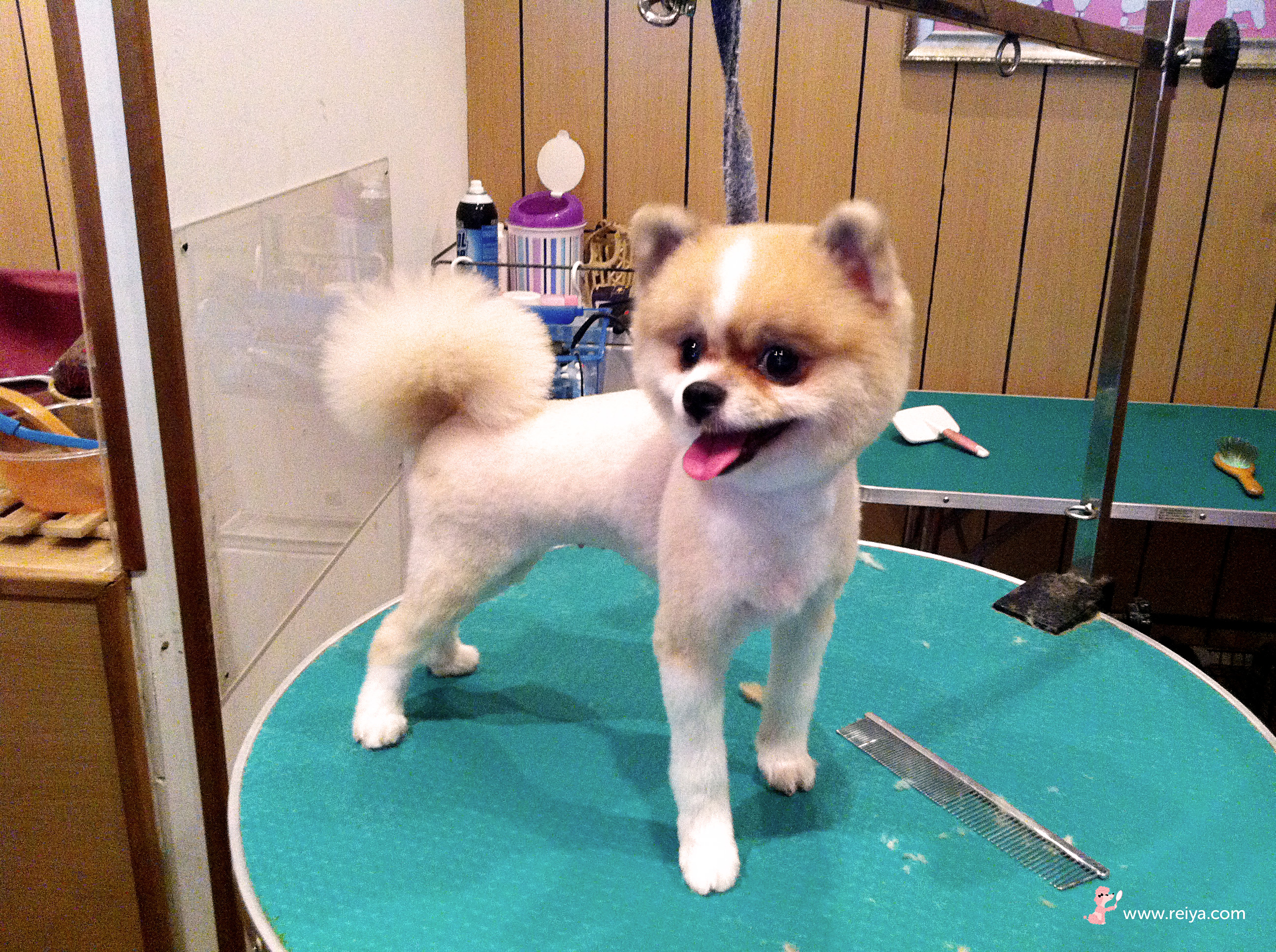 reiya-petshop-gallery-page-4